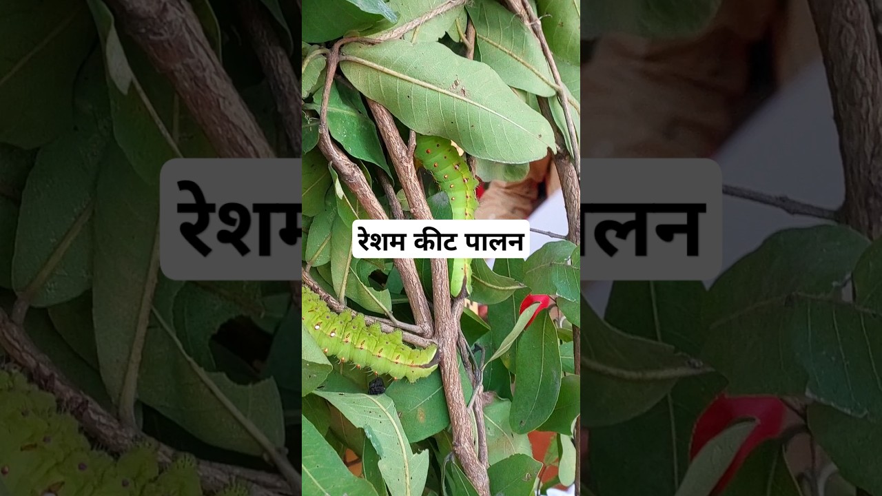 रेशम कीट पालन l Sericulture #silkworm #amazingfacts