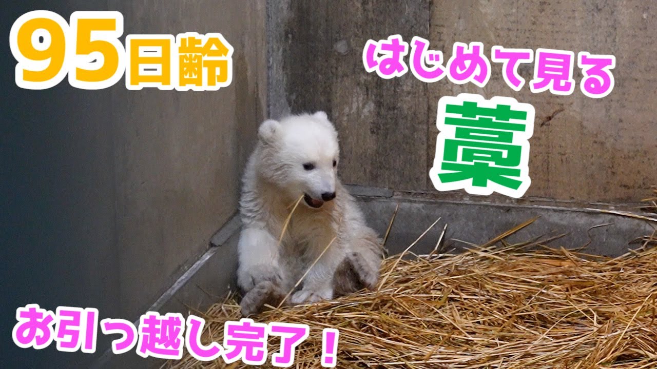 【お引越し完了！】新しいお部屋の居心地は・・・？【95日齢】Polar Bear Baby Growth Record(Day 95)
