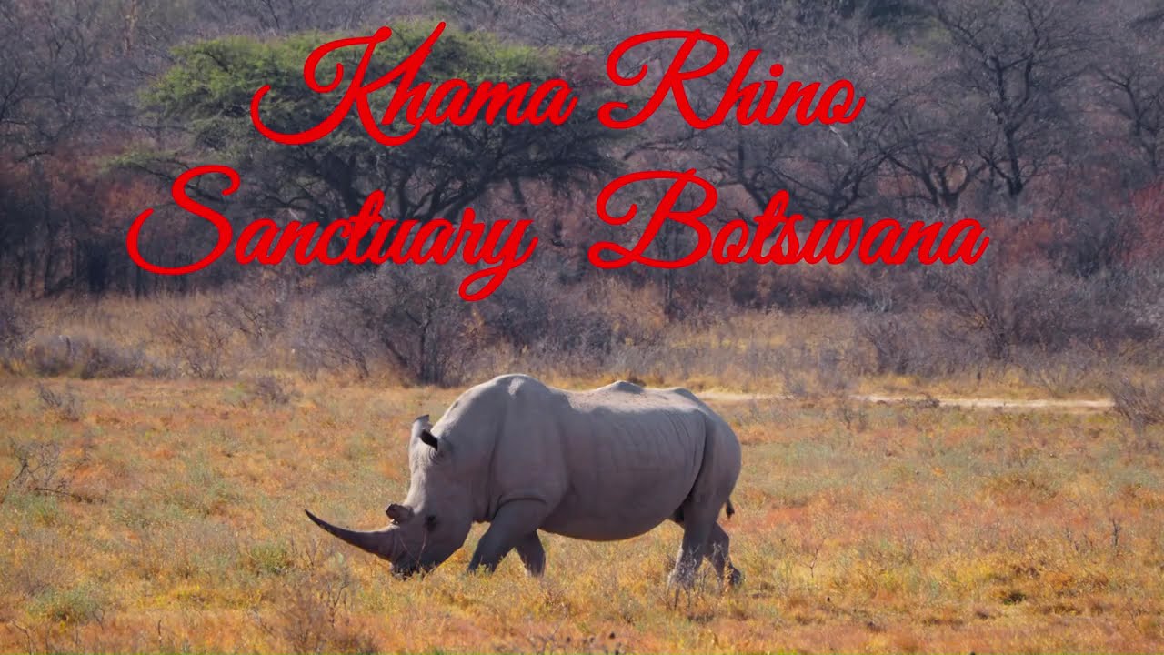 Botswana Khama Rhino Sanctuary #botswana  #rhino #gamedrive #overlanding #traveltourexplore #isuzu