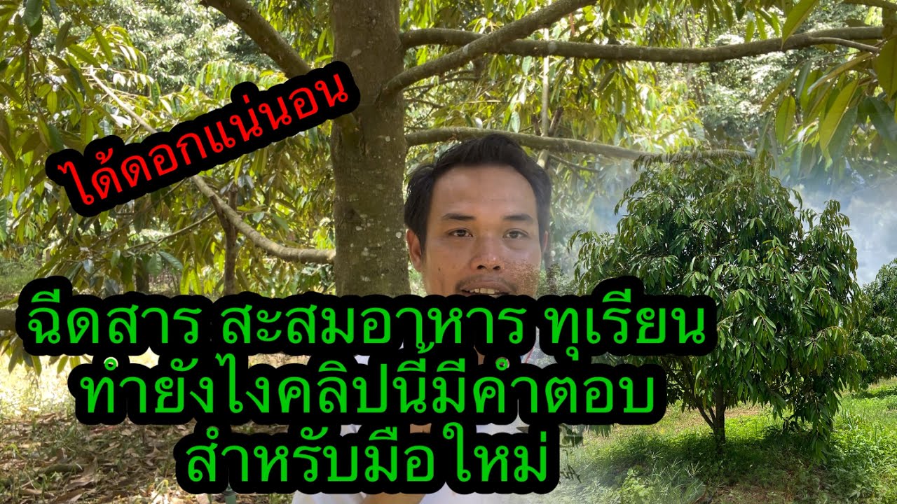 ได้ดอกแน่นอน ลงสาร สะสมอาหาร เพื่อเปิดตาดอกทุเรียน | เนมสวนลุงเลิศ