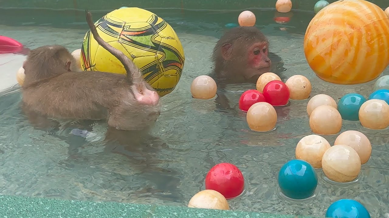 Monkey Sam & Asher having fun with world balls in the pool