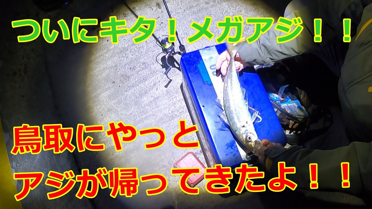 【アジング】ついに来たメガアジ！！鳥取にやっとアジが帰ってきましたよ！！°˖☆◝(⁰▿⁰)◜☆˖°