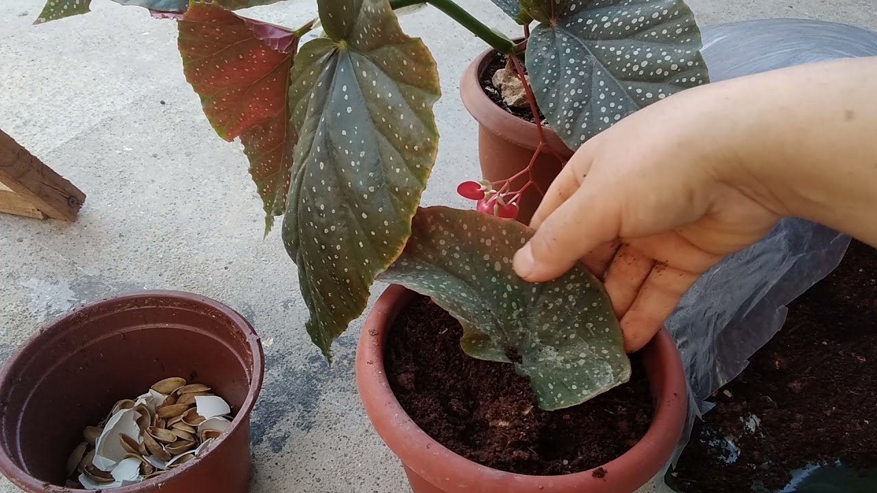 Çilli begonya çiçeği yapraktan nasıl çoğaltılır gelin birlikte bakalım 👈🌿👩‍🌾