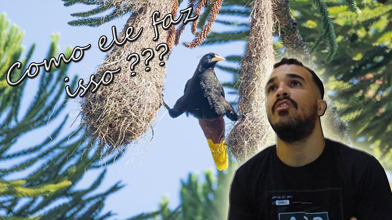 XEXÉU 5 curiosidades que você não sabia