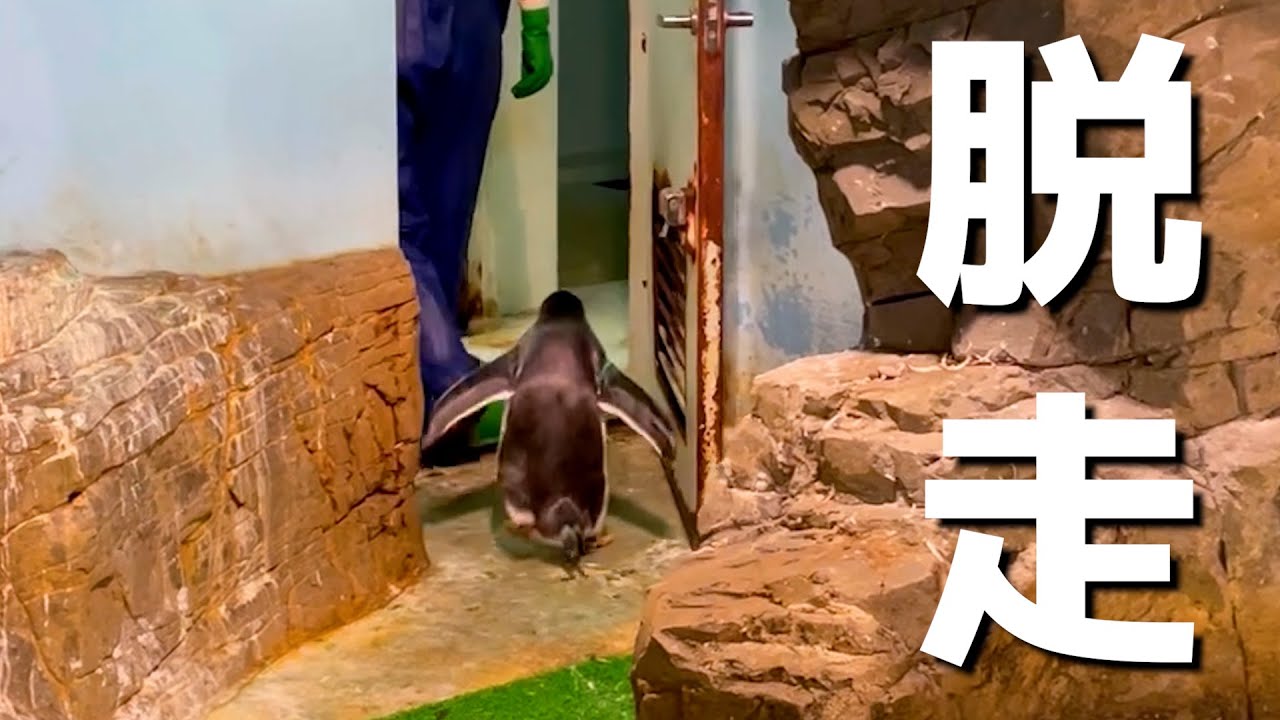 平然と脱走するジェンツーペンギン
