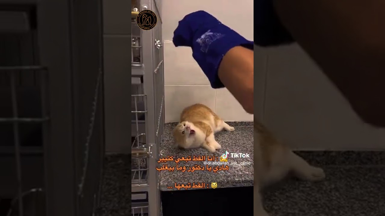 Super angry cat at vet that seems no chance to be tamed or calm