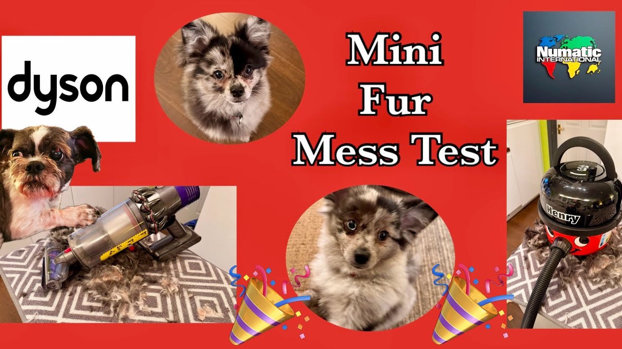 Mini Fur Mess Test Dyson & Numatic! @beko1987 @tastyclassics