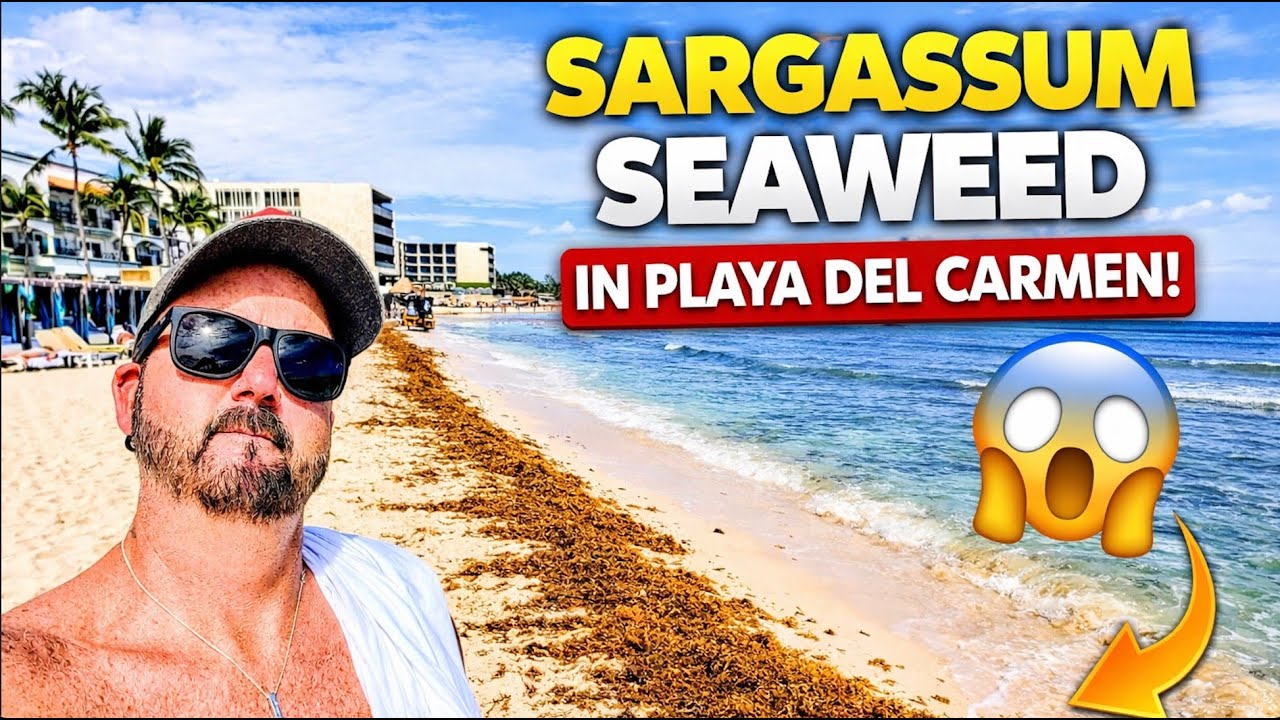 How Bad Is the Seaweed in Playa del Carmen Right Now? 😳 (38th St → Constituyentes)