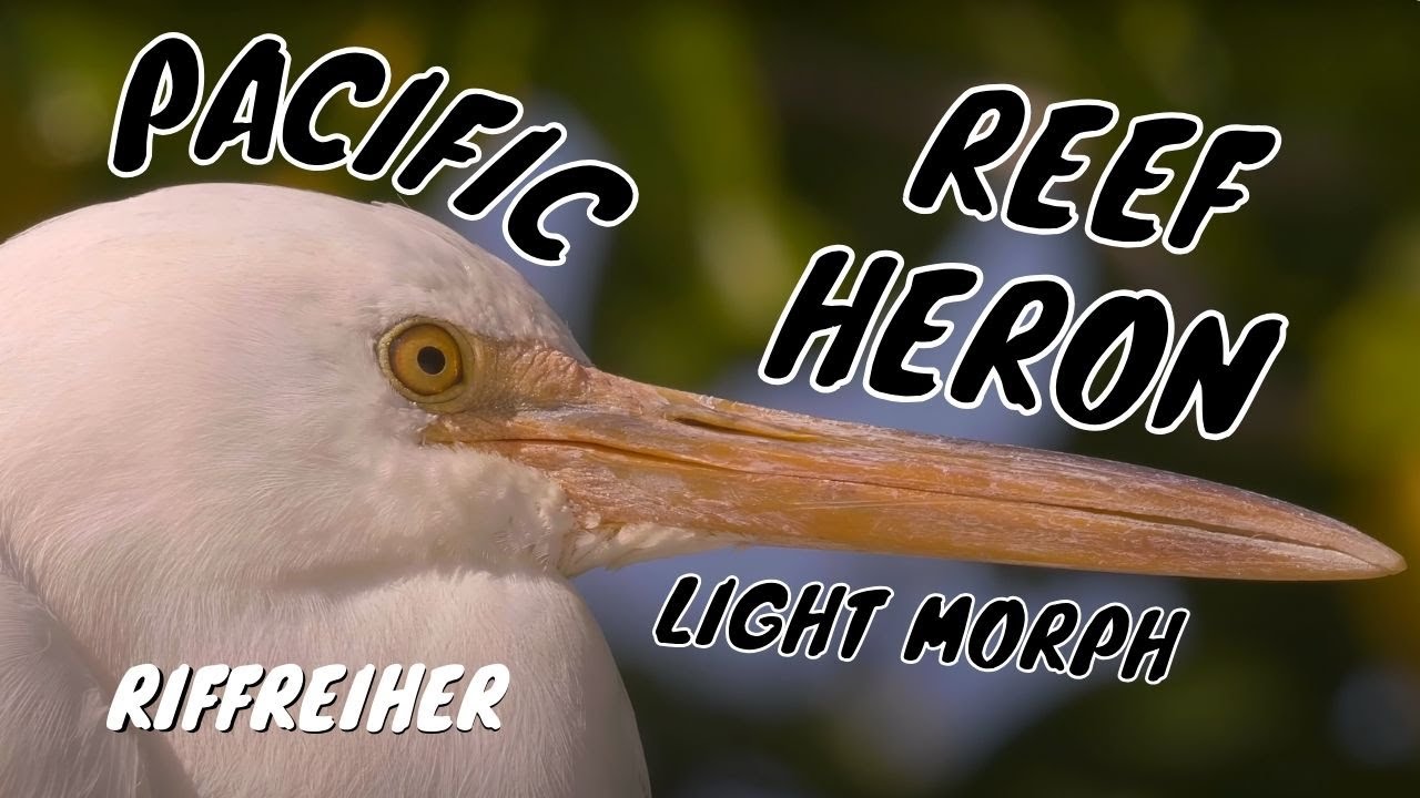 Pacific Reef Heron (Egretta sacra) / Riffreiher