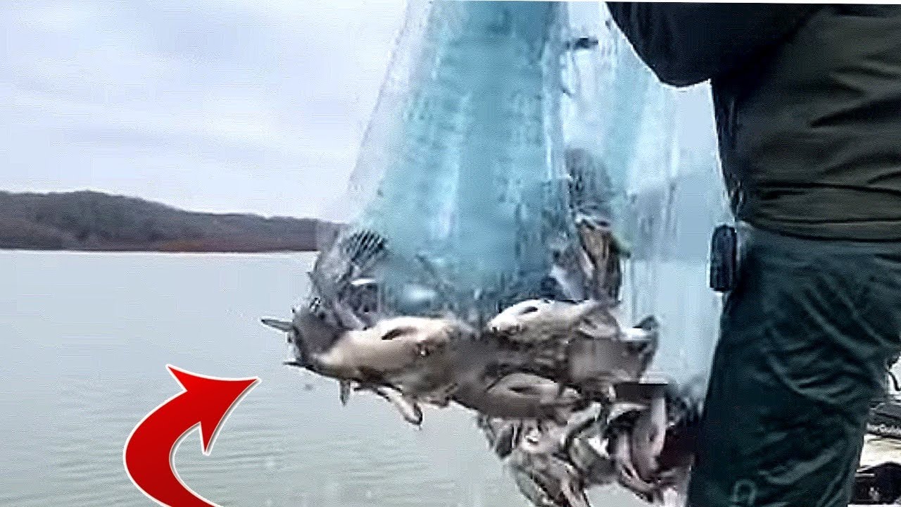 Here’s How to Catch Tons Of Shad Every Time 