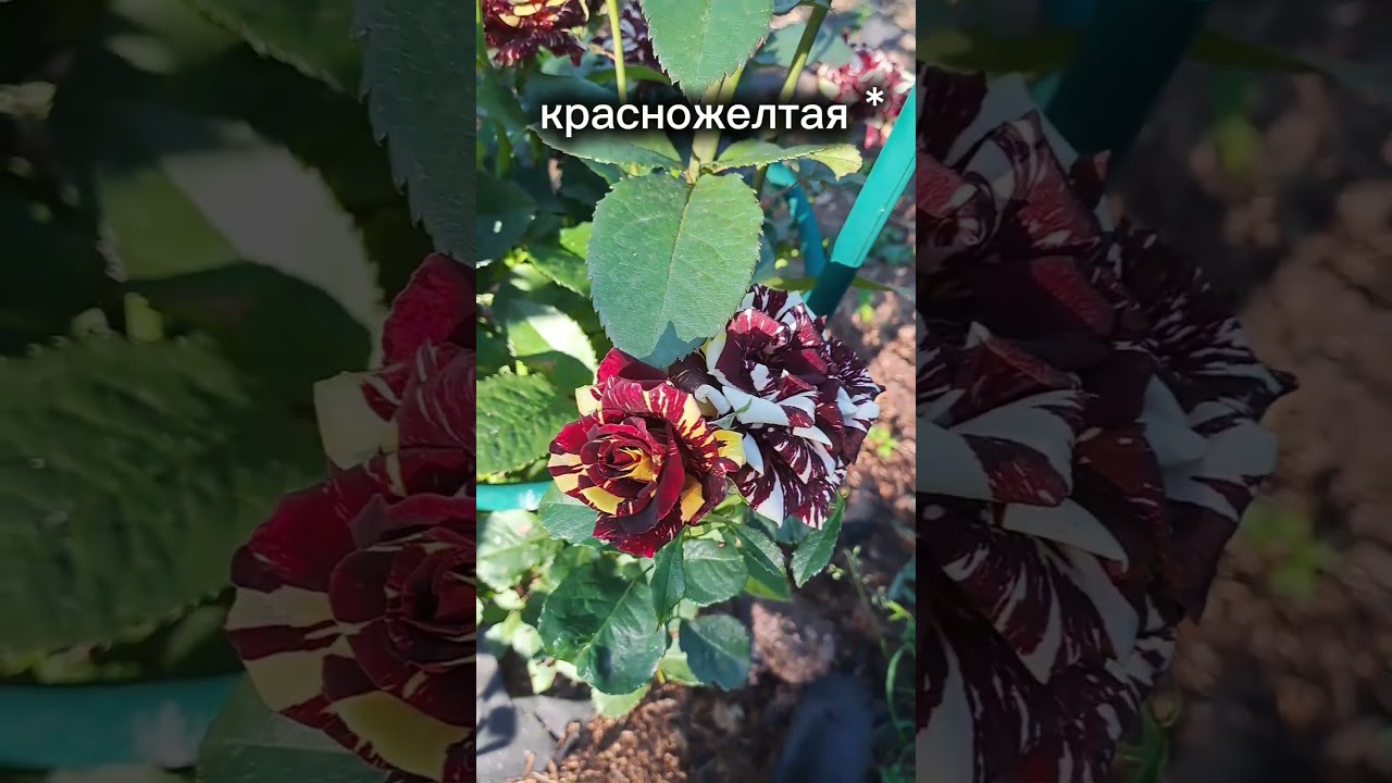 #Роза #абракатабра. Три цвета роз на одном кусте! 12.07.25 #farm #дача #обзордачи #dairy #цветы