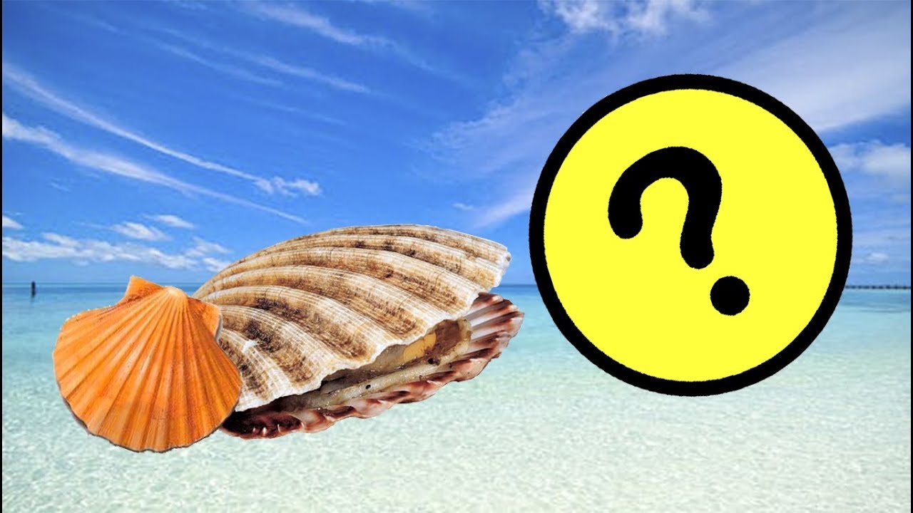 C&oacute;mo se forman las conchas de los bivalvos ? #CURIOSIDADES   🐚