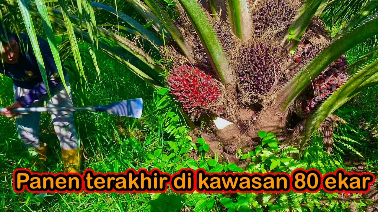 Panen terakhir di kawasan 80 ekar