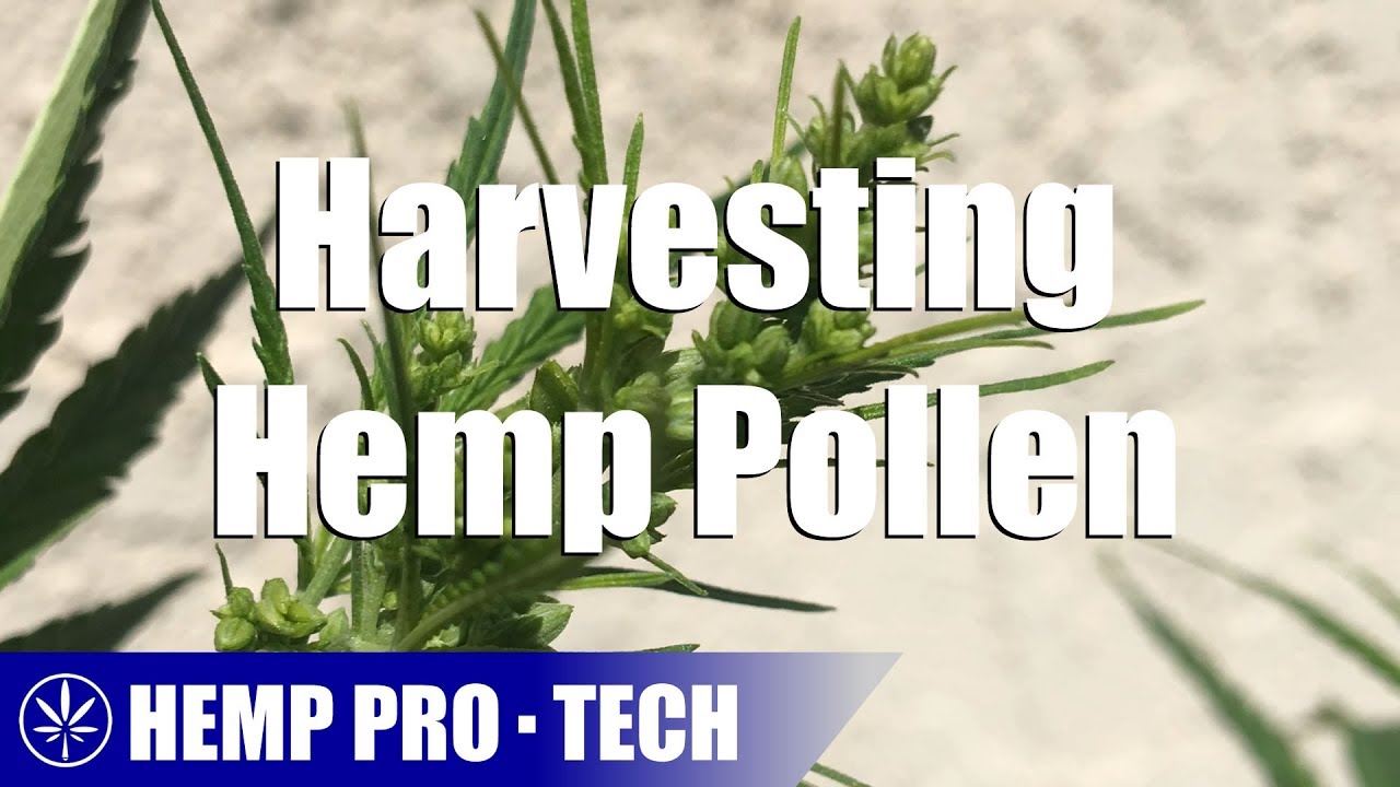 How to Harvest Hemp Pollen
