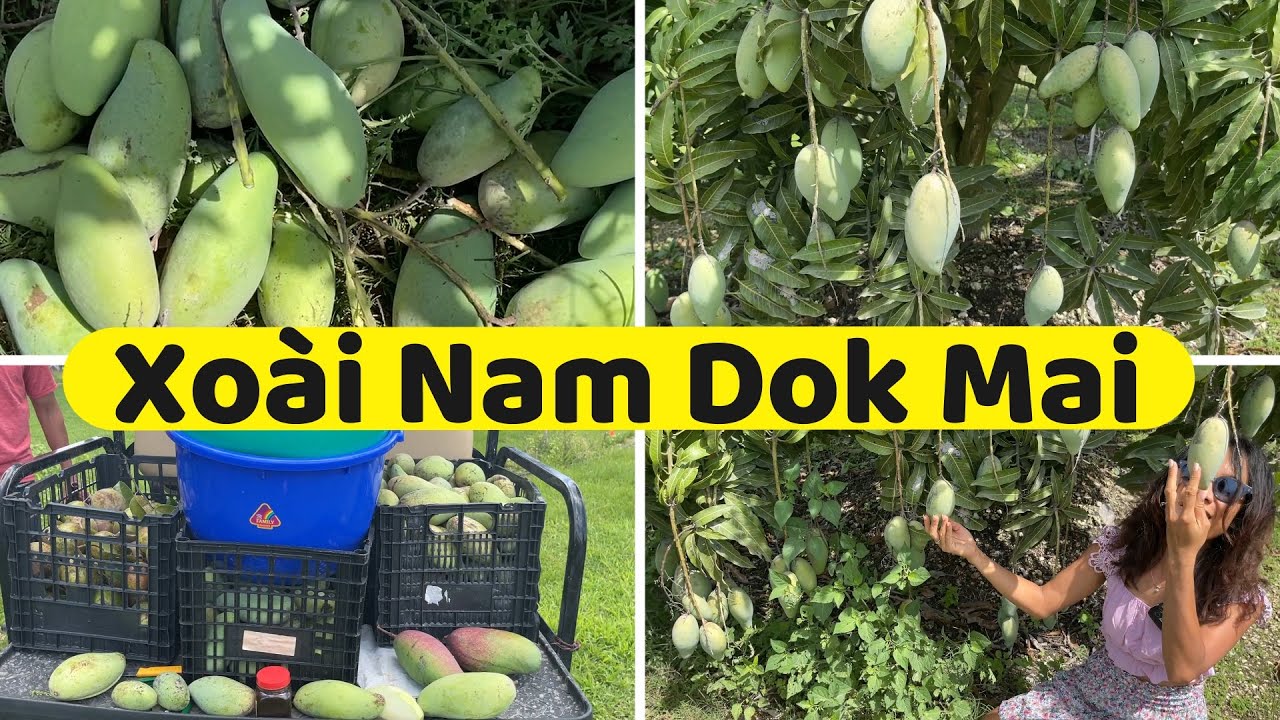 #299: Đi Hái Xoài Nam Dok Mai Chấm Mấm Ruốc Ăn Tại Gốc Cây Ngon Hết Sảy ở Homestead,Florida/Travel#4