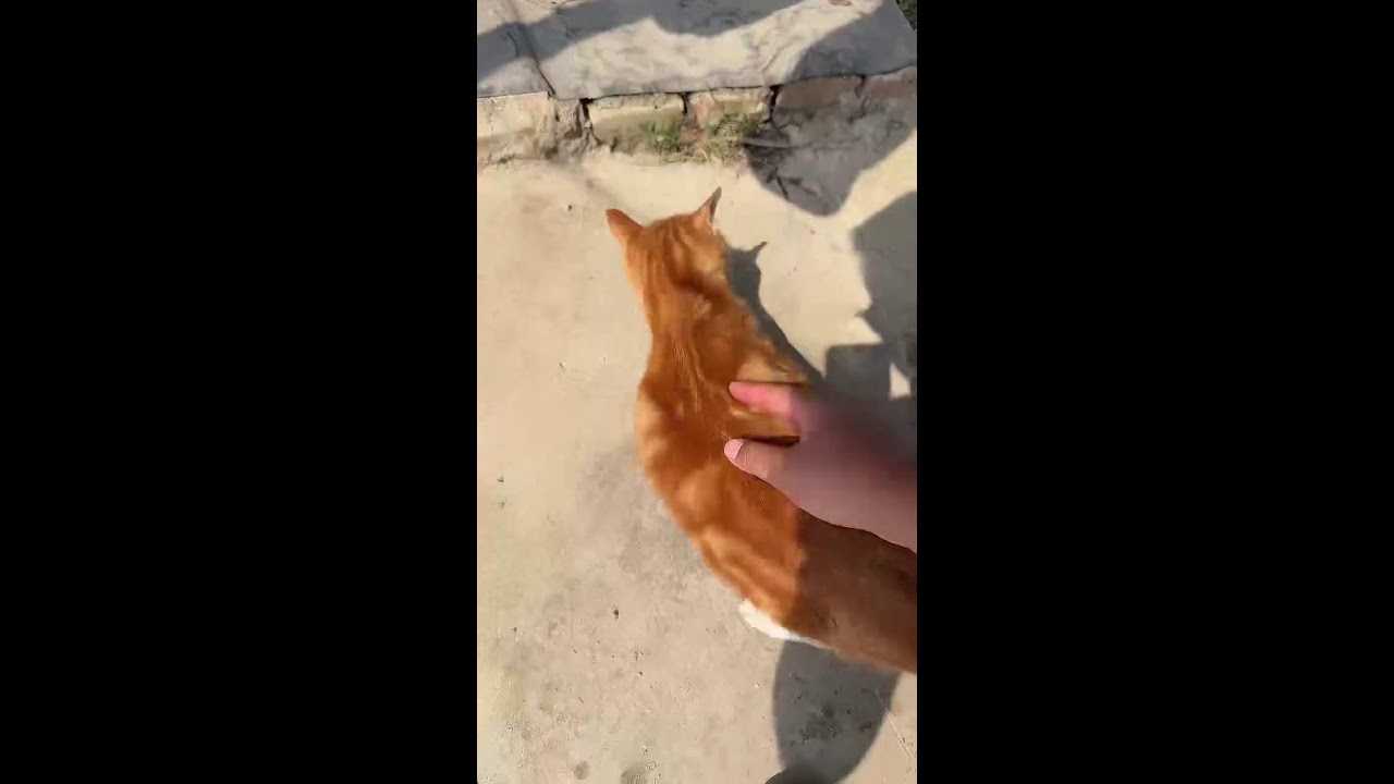 Evening Wind & Cats ｜ 夕暮れと猫 2026-03-02 17:18:37