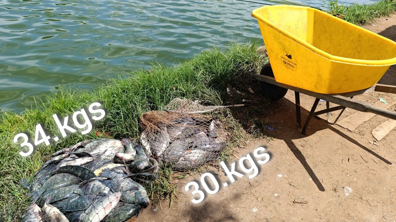 PRECISAMOS DA CARRIOLA PRA LEVAR OS PEIXES EMBORA part 2 - PESCARIA DE TIL&Aacute;PIA NA DI&Aacute;RIA 