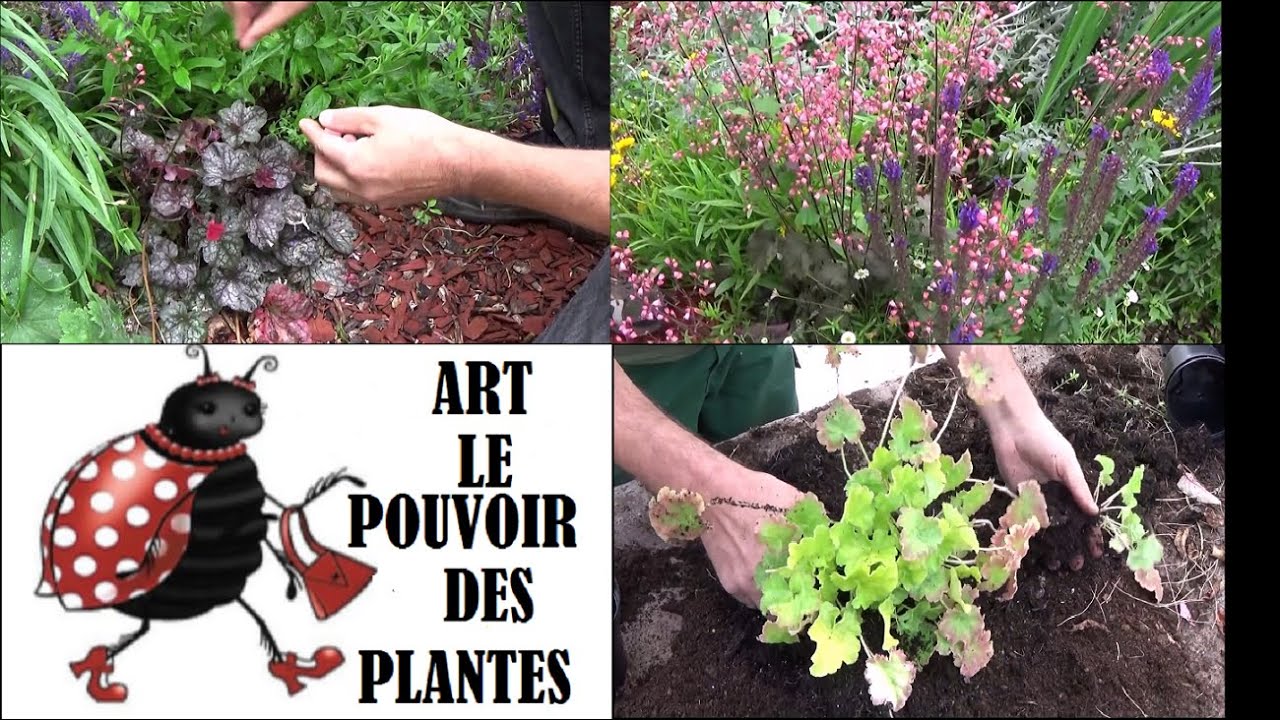 Jardinage:  heuchère-(heuchèra)- Faire la Taille l'entretien et la division: Plante vivace