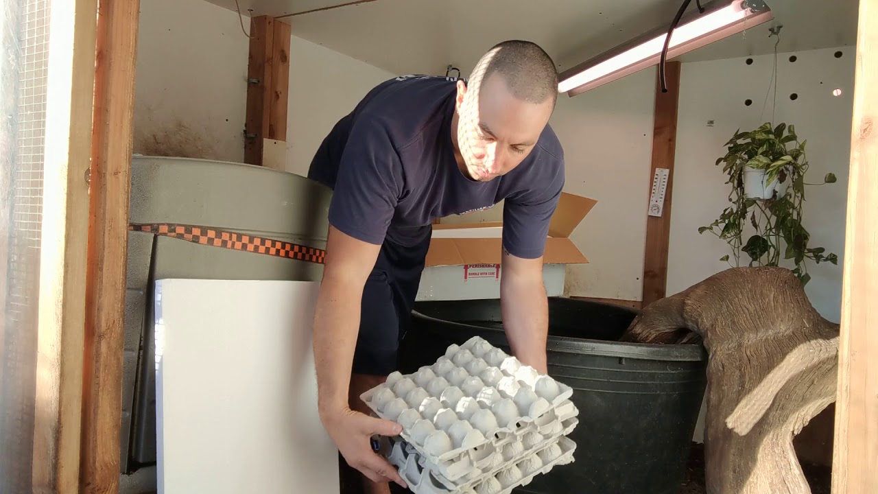 Unboxing! Adult Female Black Dragon Varanus Salvator Water Monitor