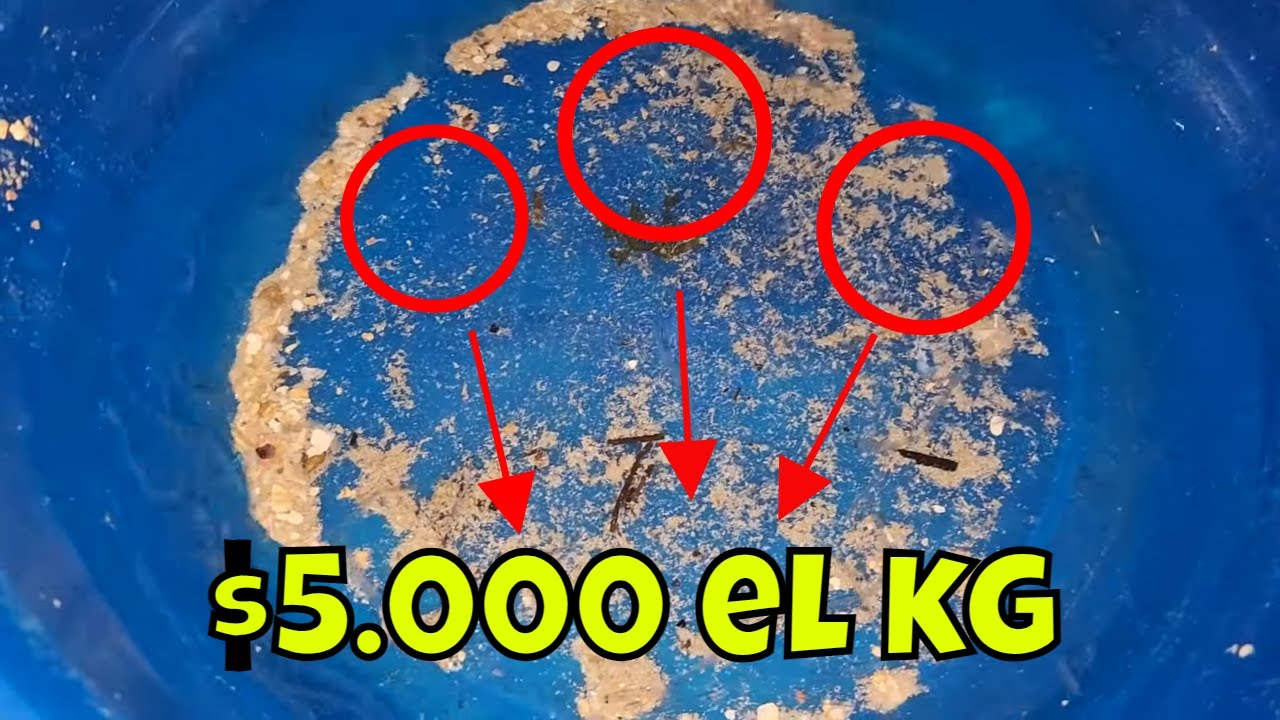 Este el increíble precio de este pez por kilogramo. Te contamos por qué