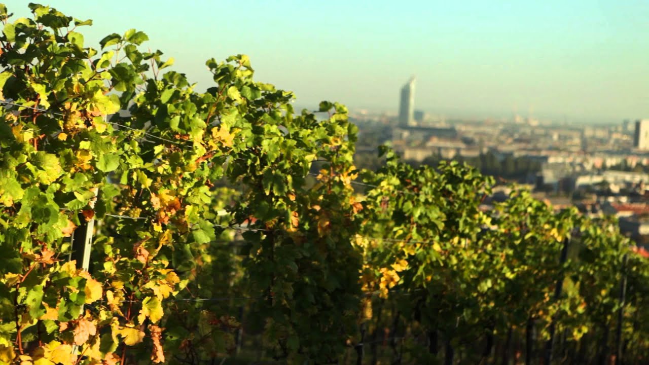Wine City Vienna