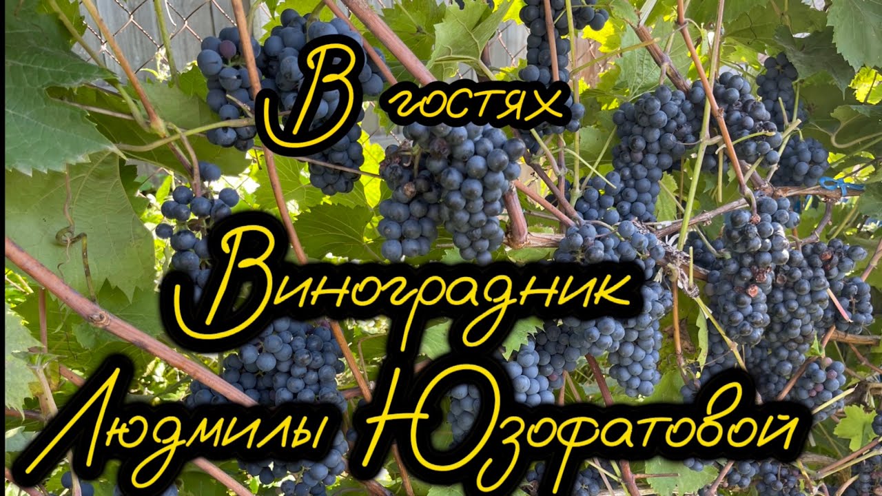 #11.Часть 1. 22.09.2023. В гостях  Виноградник  Людмилы Юзофатовой. Беларусь Минский р-он.