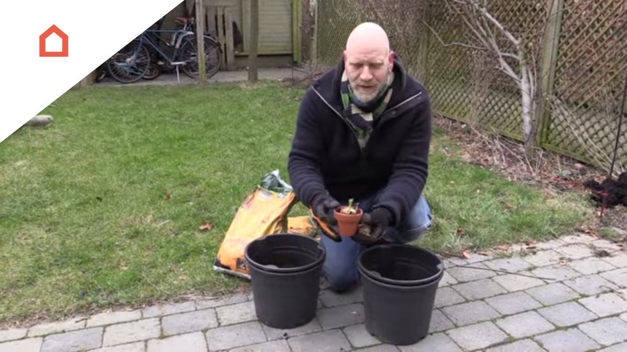 Se hvordan du dyrker kartofler i en spand