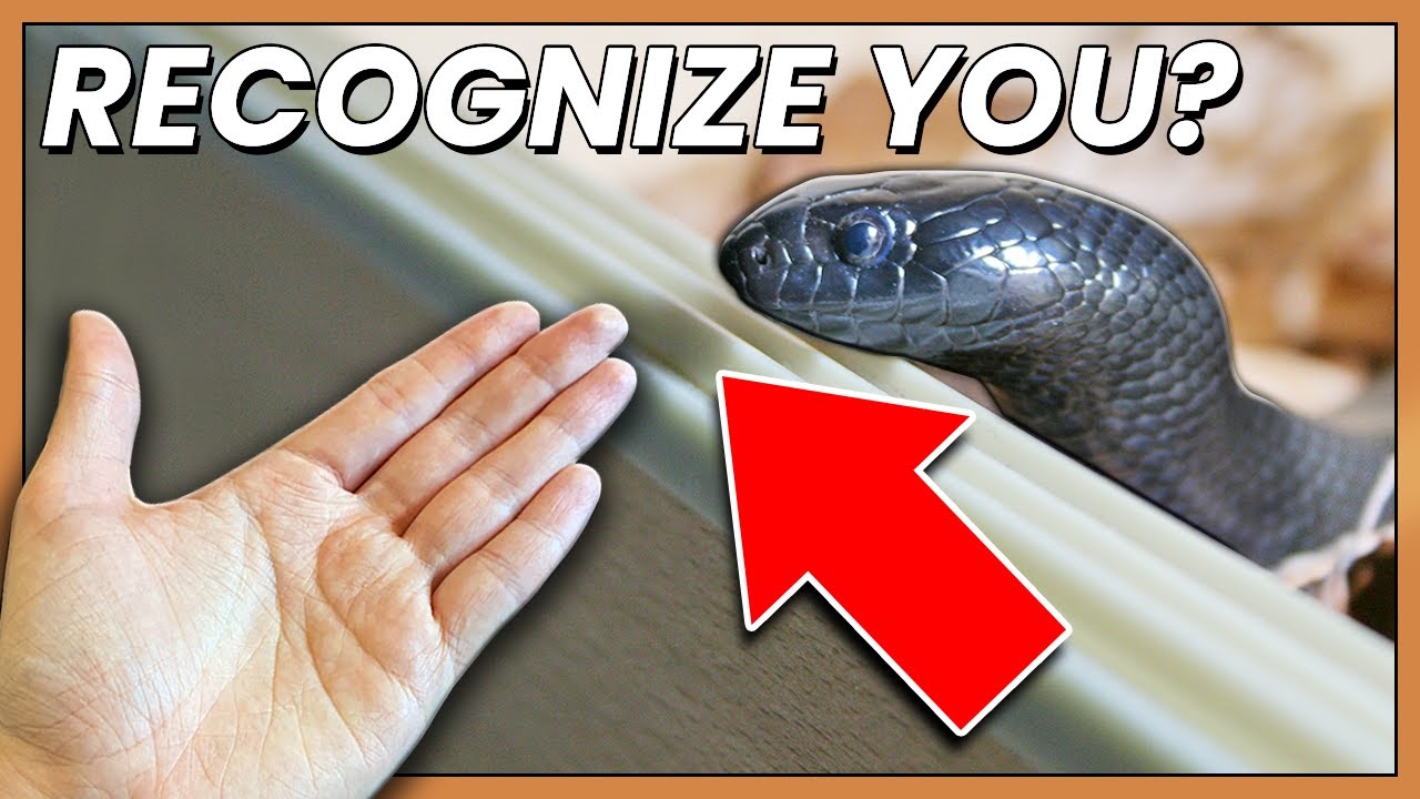 Can Your Snake Recognize You?
