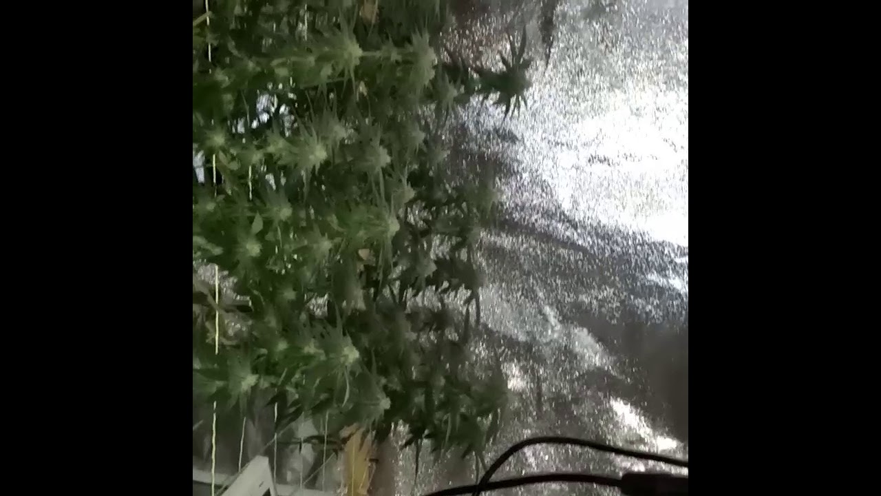 heavy 16 nutrients wedding cake