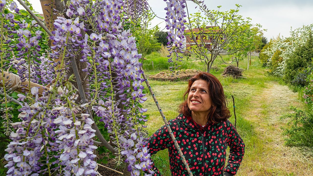 Come POTARE il GLICINE per avere belle fioriture 🌳