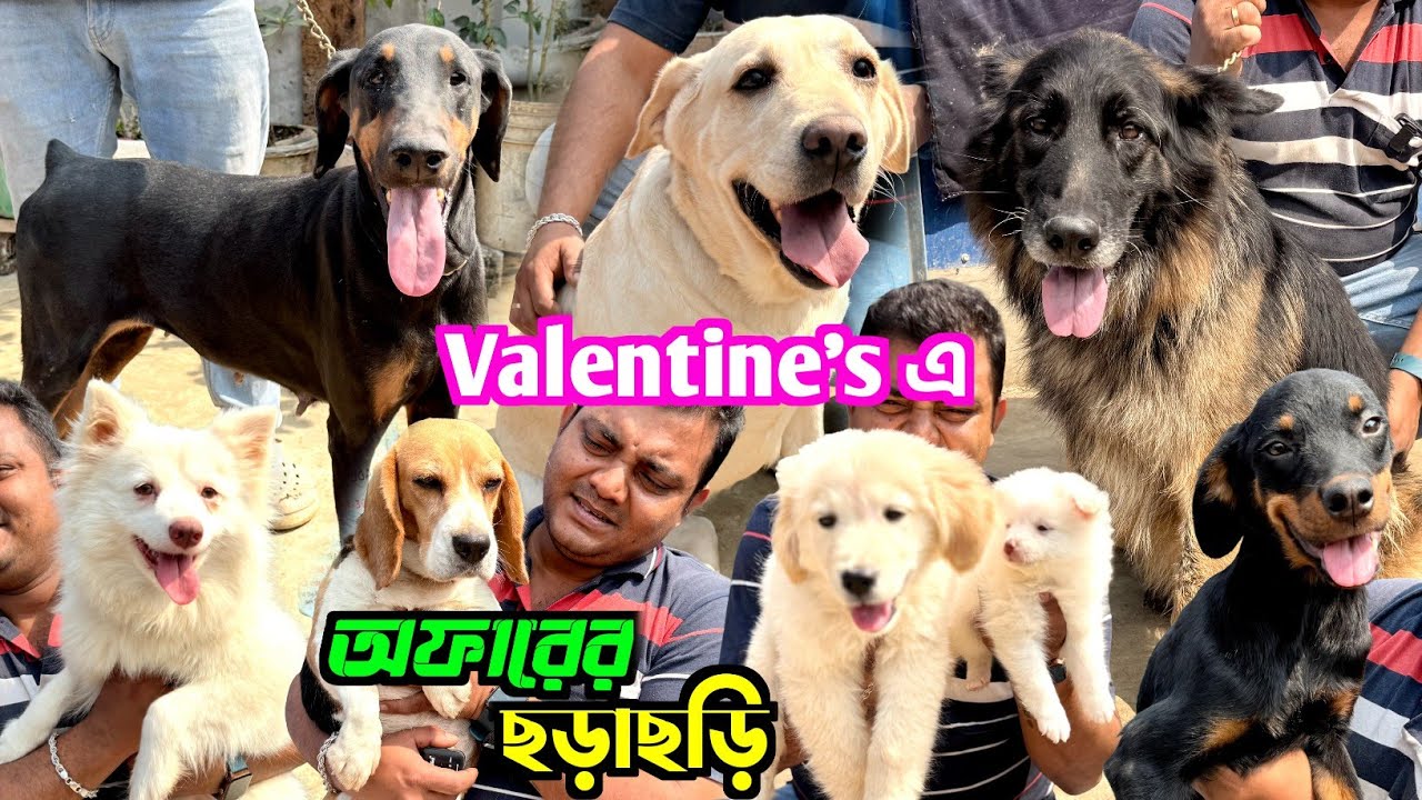 মাত্র 2999 টাকায় Labrador. Dog Kennel in Habra. Dog Market in Kolkata Price.