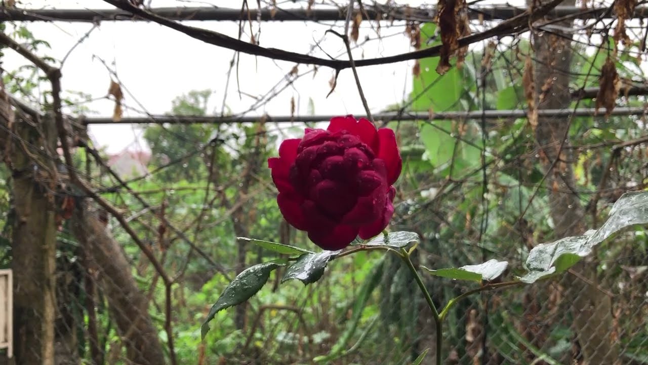 The sound of rain falling, real unedited sound, the frequency of nature helps deep sleep