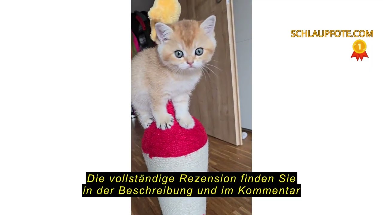 Produktbewertung PETEPELA interaktives Katzenspielzeug mit Kratzstamm in Raketenform, Katzenspielzeu