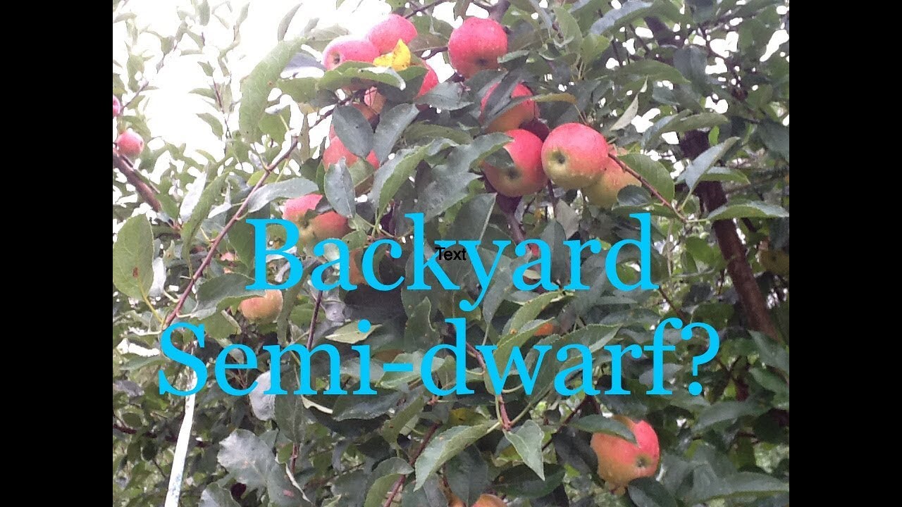 Semi-dwarf Apples at Home
