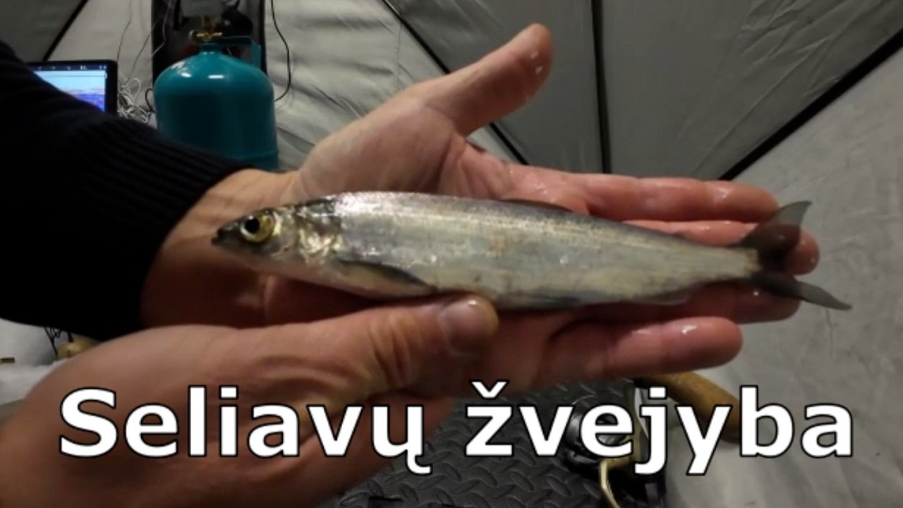 Seliavų žvejyba
