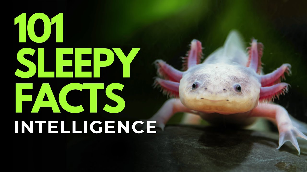 The Most Relaxing Facts About Intelligence to Fall Asleep To