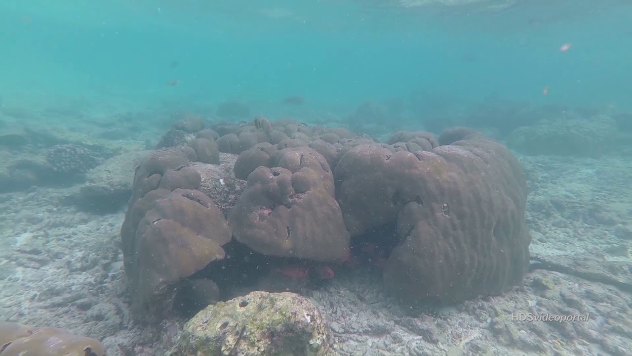 Schnorcheln auf den Malediven     Korallenbänke Teil 1    Insel Hudhuranfushi