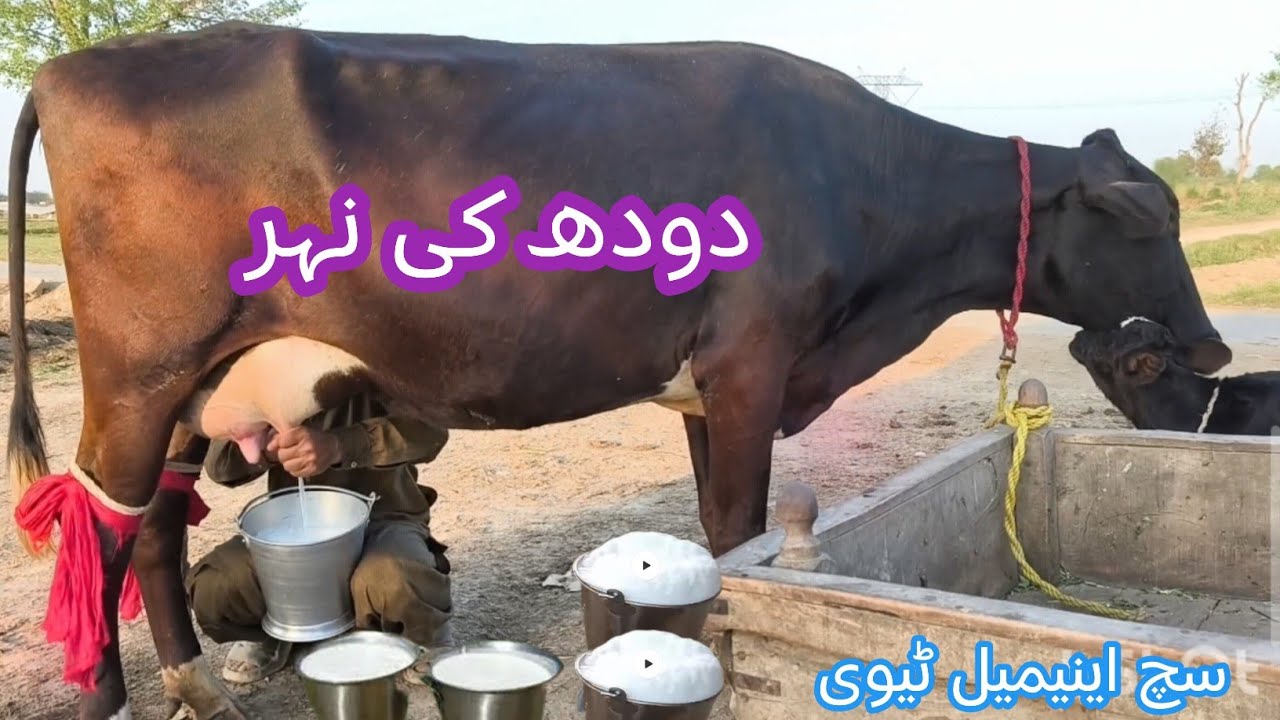 03466152628| Cholistani friesian cross gay | big udder cow | record milking cow | 