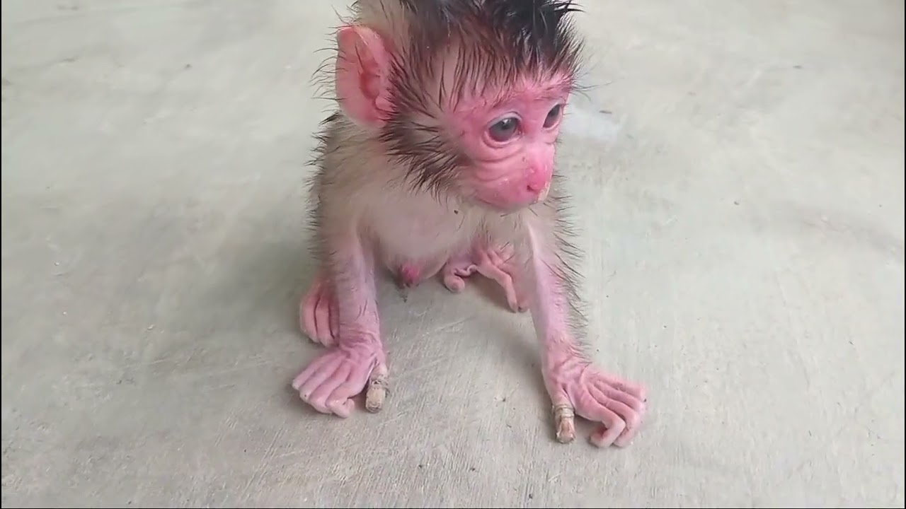 Sedih anak monyet prematur yang ditinggalkan ibunya