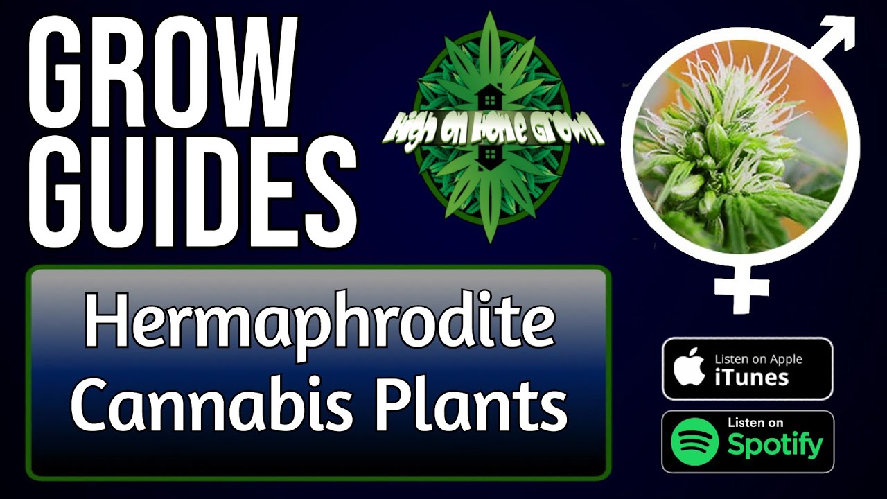 Hermaphrodite Cannabis Plants | Grow Guides Episode 23