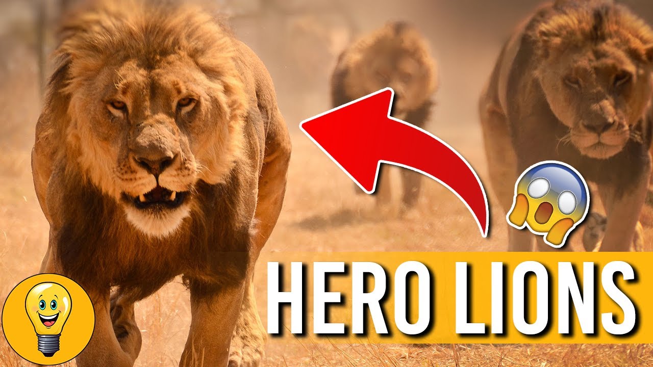 They Never Expected This To Come Out Of Bushes And Save Her! | Amazing Animal Stories 2023