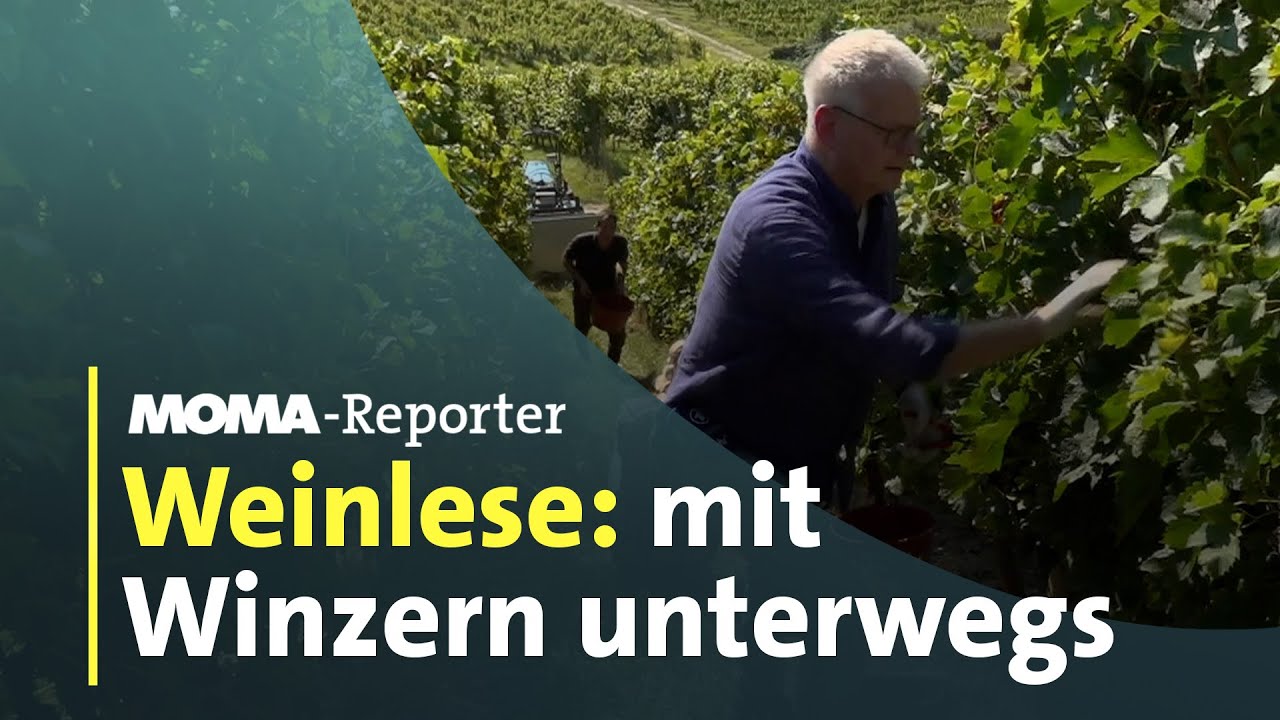 Unterwegs mit Winzern im Rheingau | ARD Morgenmagazin