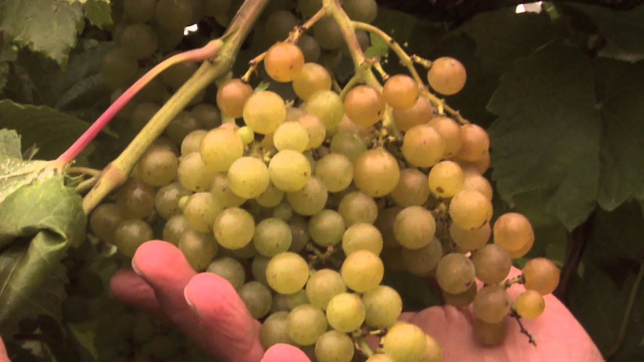 Through the Grapevine: Traminette