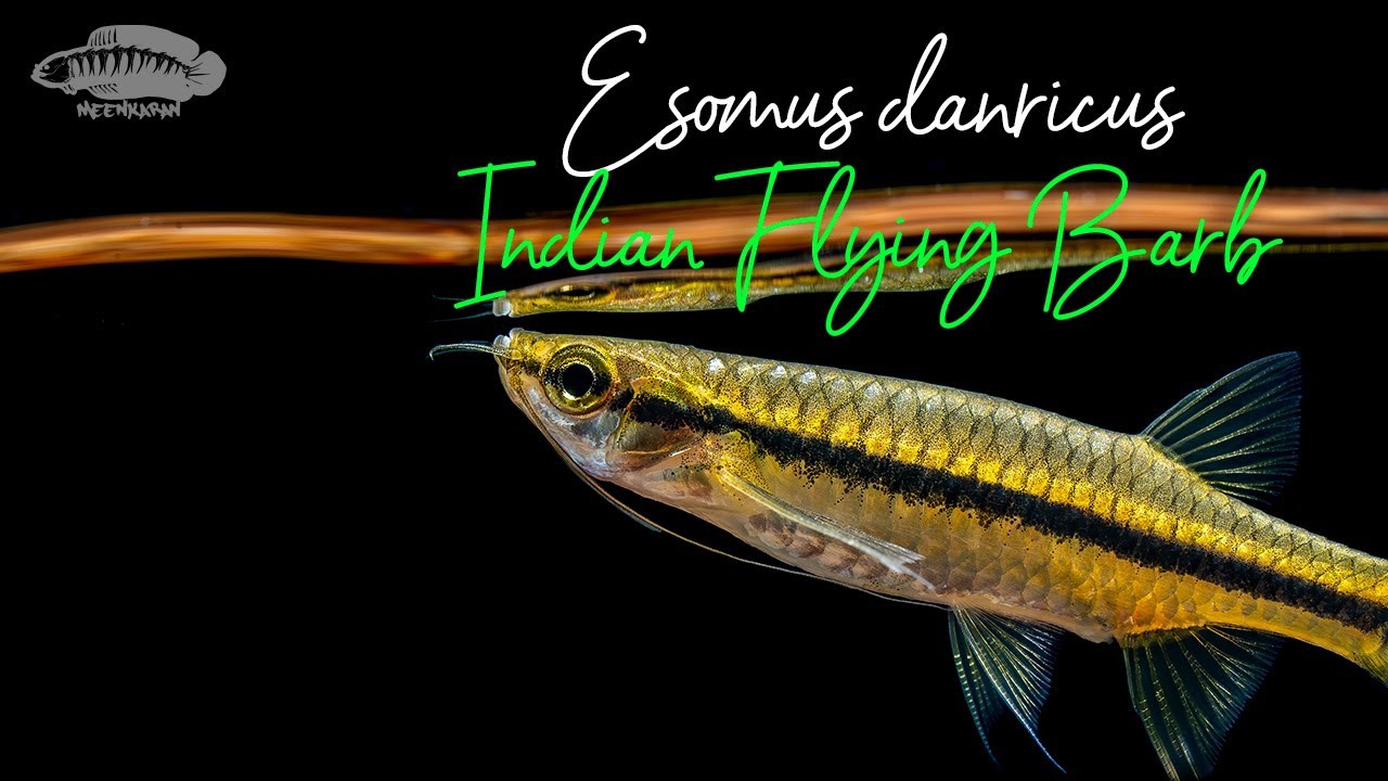 Eastern Ghats Underwater Biotope Video: Indian Flying Barb | #aquariumfish #nature