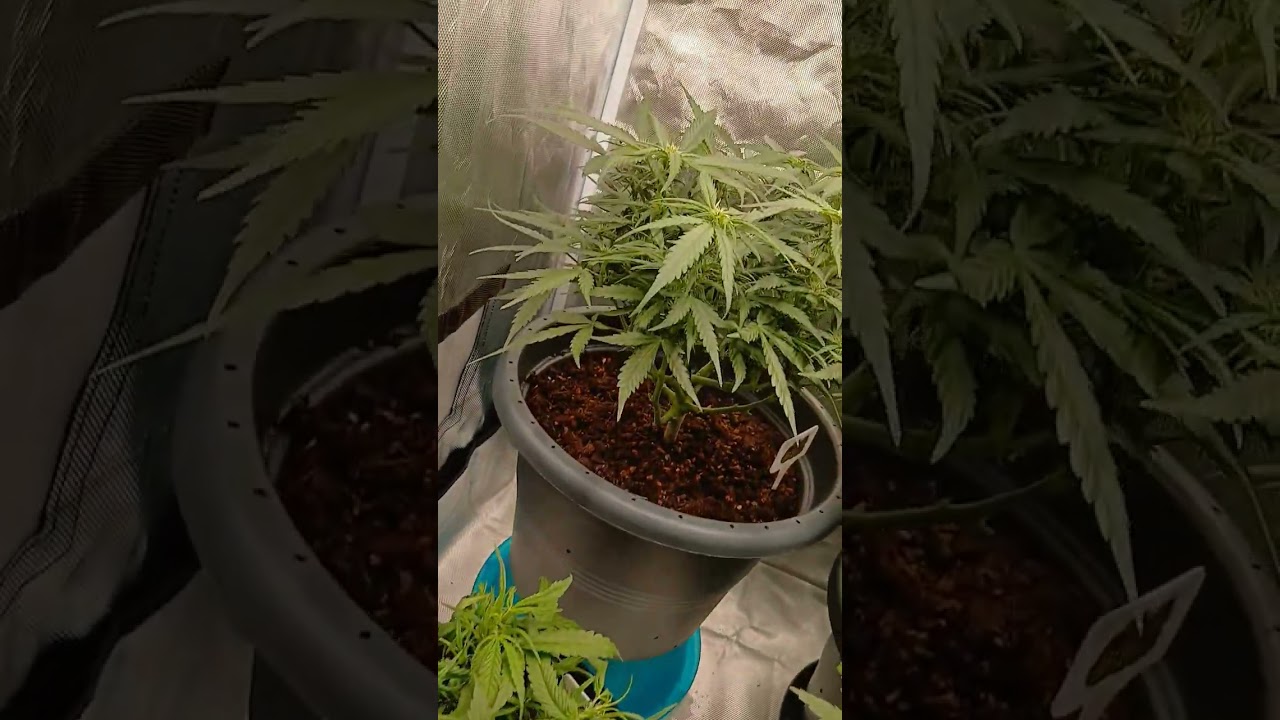 Six Shooter Auto Tag 46💚🥦