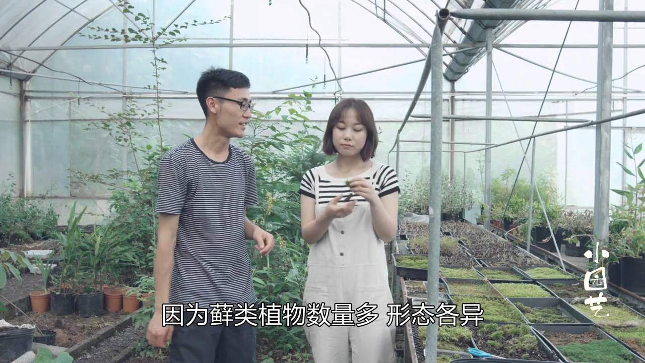 《小园艺》：植觉先生教你做苔藓盆景