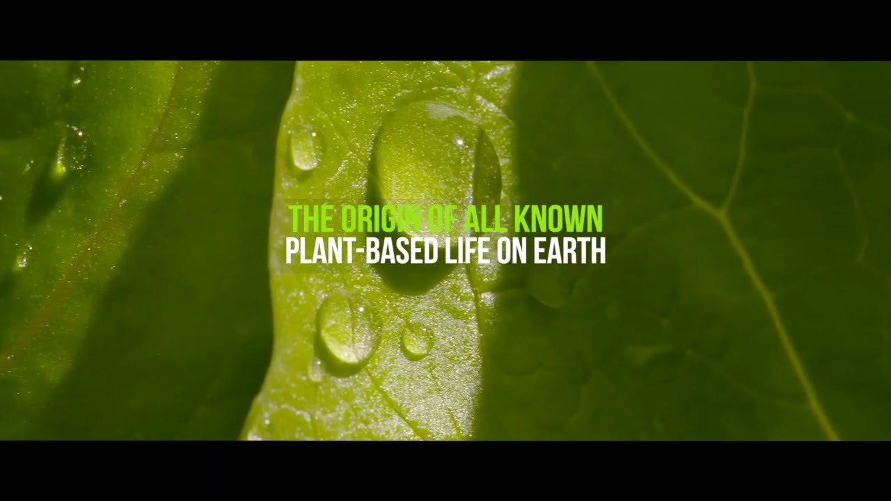 What do you really know about microalgae?