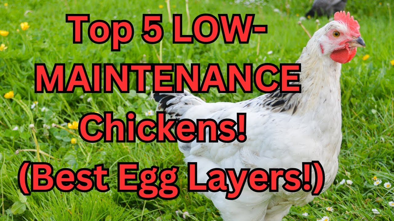 Топ-5 ЛУЧШИХ кур-несушек для начинающих! 🥚🐔 (Неприхотливые и дружелюбные)