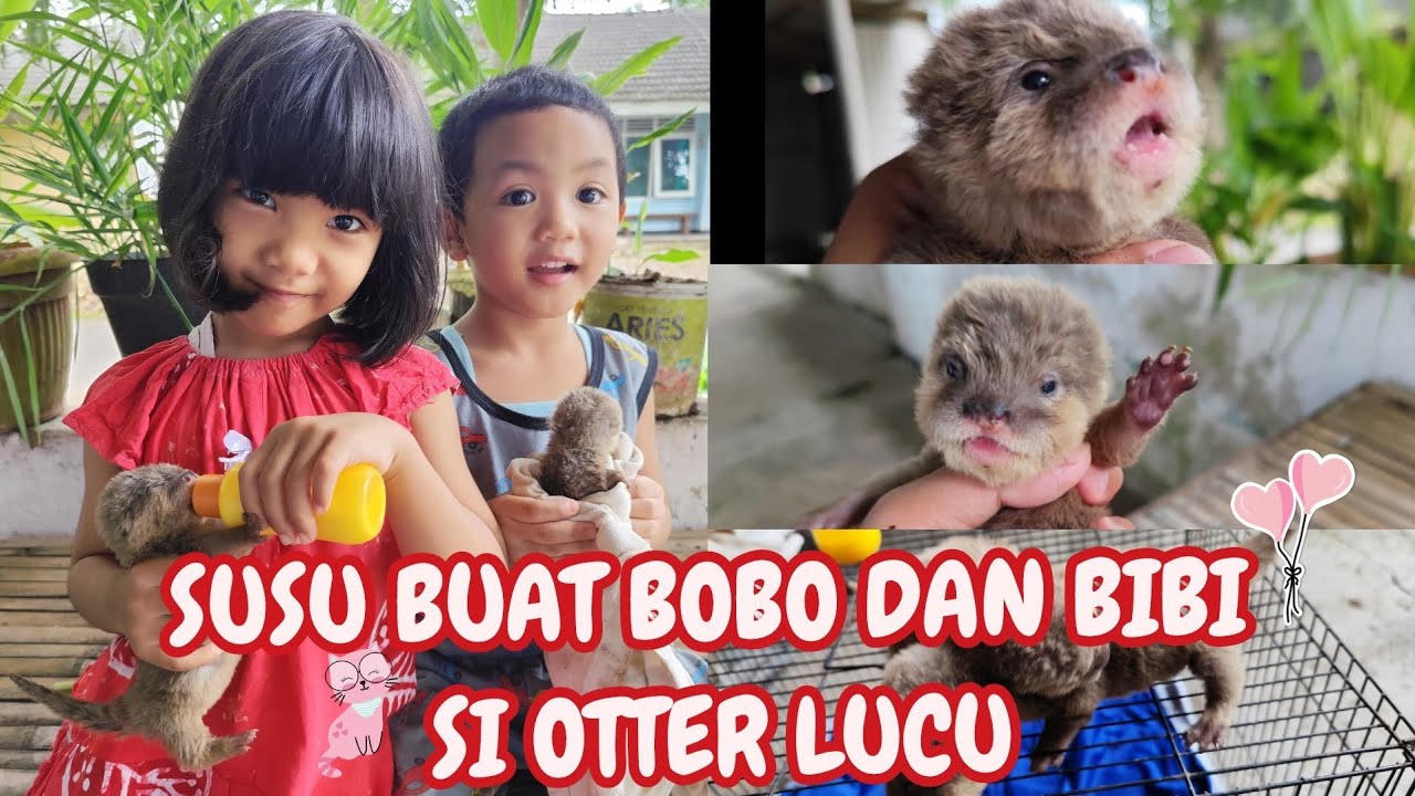 MEMBERI SUSU BOBO DAN BIBI SI OTTER PELIHARAAN LUCU IMUT