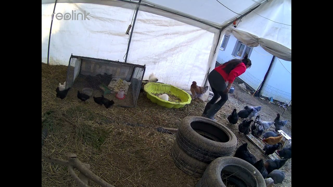 1Hour Morning Chicken RoutineFirst Release of Chicks to the Flock/1Stunde Morgenroutine mit Hühnern